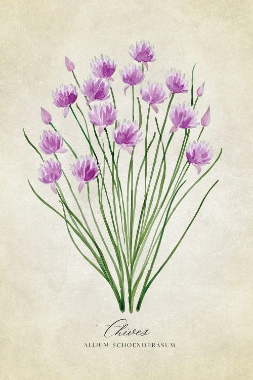 Vintage Watercolor Chives Illustration