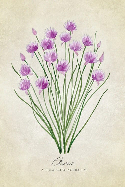 Vintage Watercolor Chives Illustration