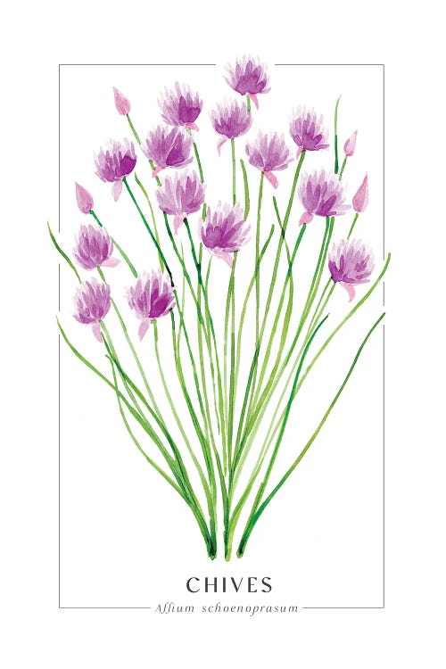 Watercolor Chives Illustration