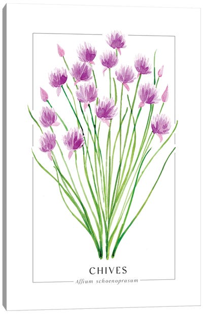 Watercolor Chives Illustration Canvas Art Print - Cooking & Baking Art