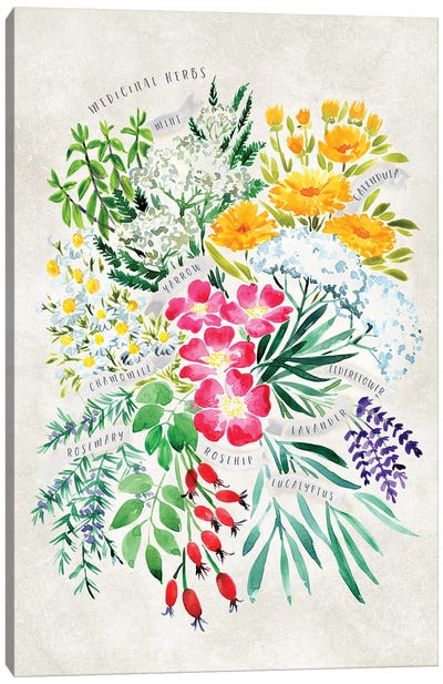Vintage Watercolor Medicinal Herbs Bouquet Canvas Art Print - Herb Art
