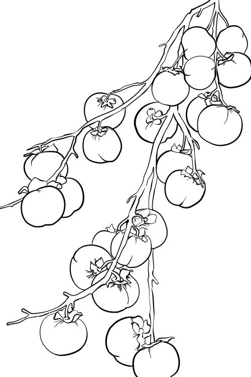 Branch Of Persimmons Line Art