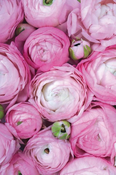 Ranunculi: Ranunculus Extravaganza I In Fucshia by blursbyai