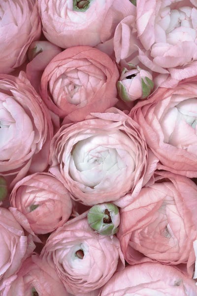 Ranunculi: Ranunculus Extravaganza I In Blush by blursbyai