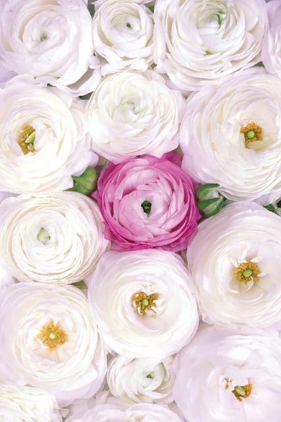 Ranunculi: Ranunculus Extravaganza II In White And Fucshia by blursbyai