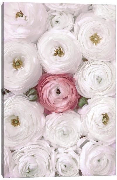 Ranunculus Extravaganza II In White And Blush Canvas Art Print - Ranunculus Art