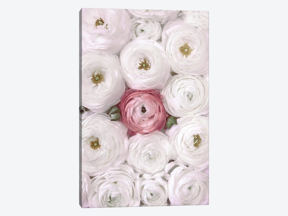 Ranunculus Extravaganza II In White And Blush by blursbyai 1-piece Canvas Print