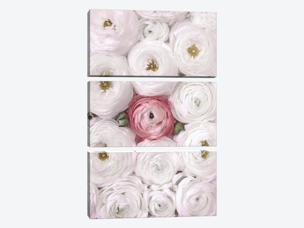 Ranunculus Extravaganza II In White And Blush by blursbyai 3-piece Art Print