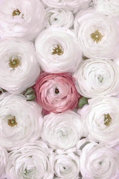 Floral Close-Ups: Ranunculus Extravaganza II In White And Blush by blursbyai