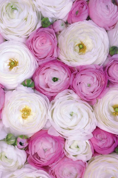 Ranunculi: Ranunculus Extravaganza IV In Fucshia by blursbyai