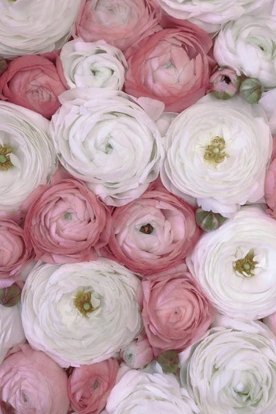 blursbyai: Ranunculus Extravaganza IV In Blush by blursbyai