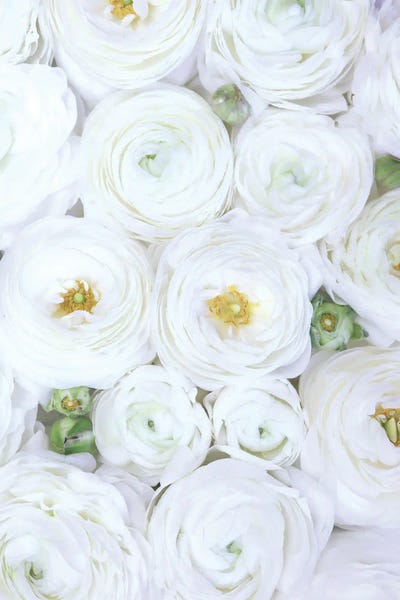 Ranunculus Extravaganza In Extra White by blursbyai art print
