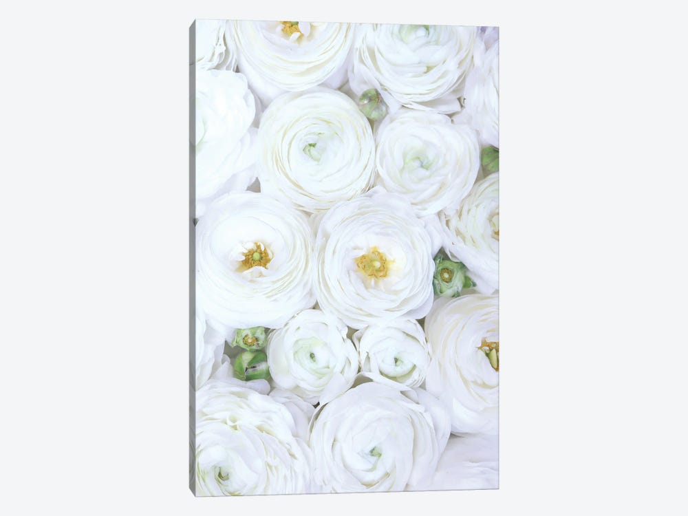 Ranunculus Extravaganza In Extra White by blursbyai 1-piece Canvas Art