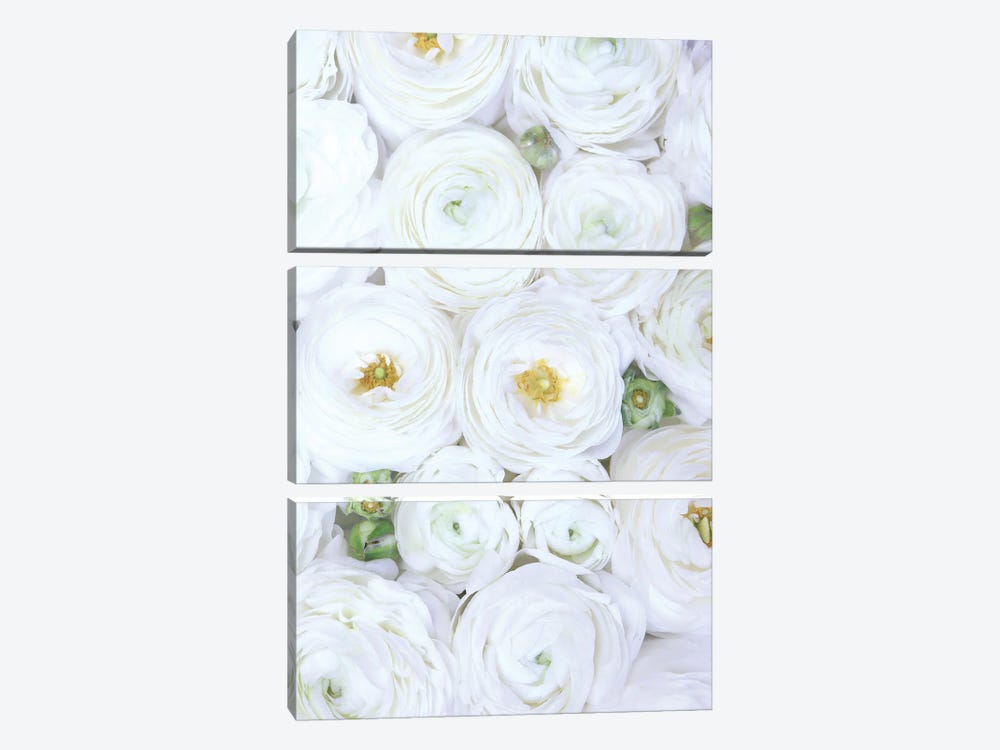 Ranunculus Extravaganza In Extra White by blursbyai 3-piece Canvas Wall Art