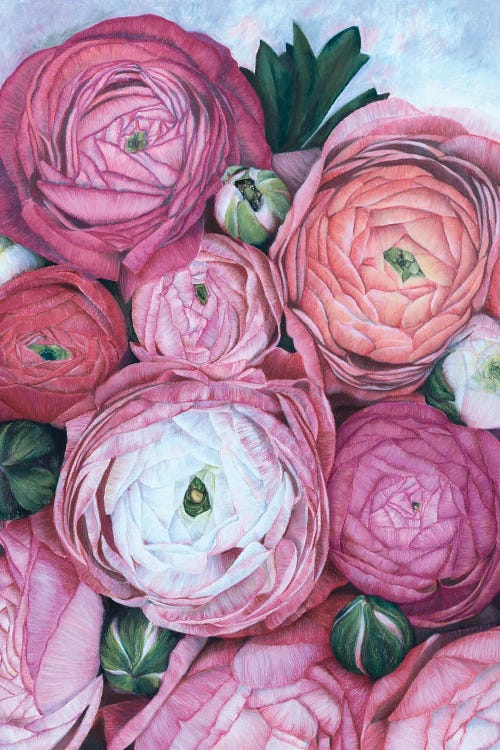 Arleth Ranunculus Bouquet In Cold Pink