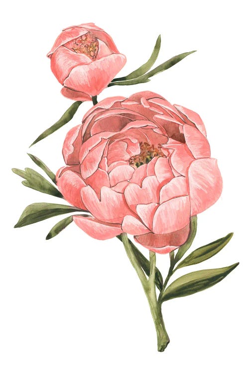 Coral Watercolor Peony