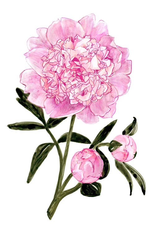 Light Pink Watercolor Peony