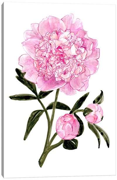 Light Pink Watercolor Peony Canvas Art Print - blursbyai