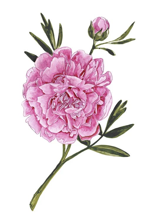 Muted Dark Pink Watercolor Peony