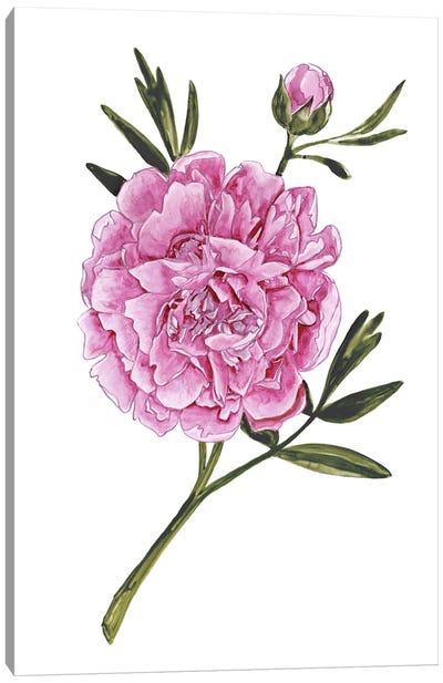 Muted Dark Pink Watercolor Peony Canvas Art Print - blursbyai