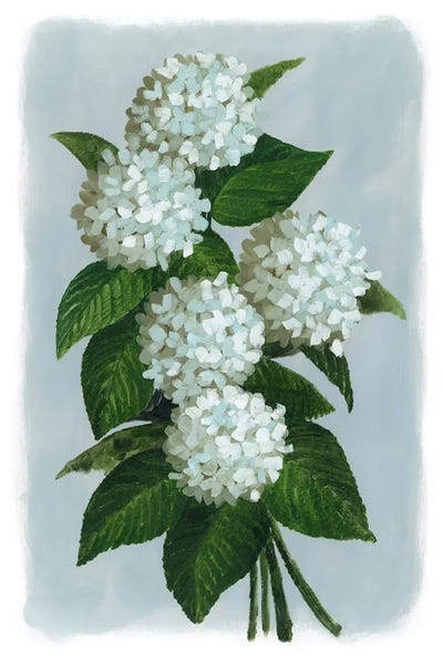 blursbyai: Bluma Hydrangea Bouquet by blursbyai