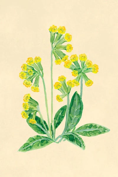 Yellow Primrose Botanical Study