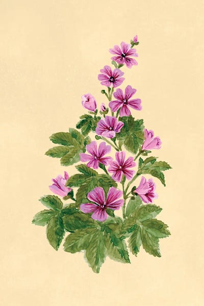 Canvas Print: Common Mallow Botanical Study by blursbyai - thumbnail