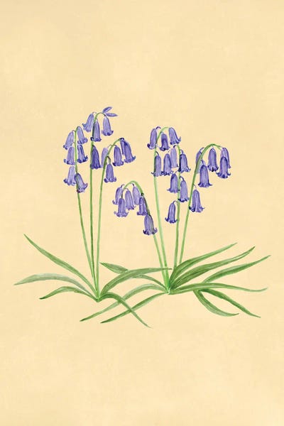 Bluebell Botanical Study