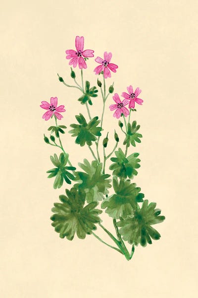 Wild Geranium Botanical Study