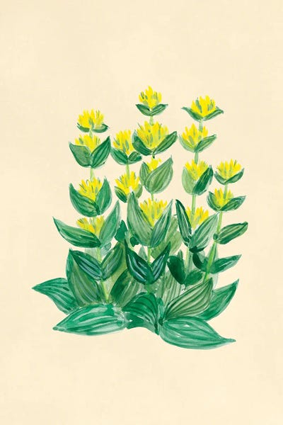 Yellow Gentian Botanical Study