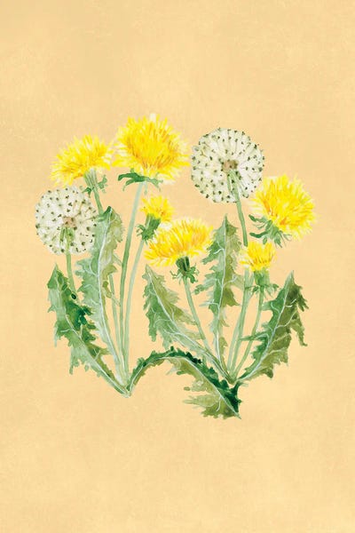 Celery - Canvas Prints: Dandelion Botanical Study by blursbyai