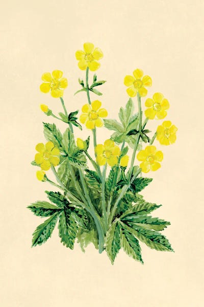 Buttercup Botanical Study