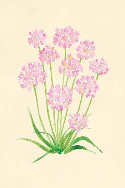 Wild Pink Garlic Botanical Study
