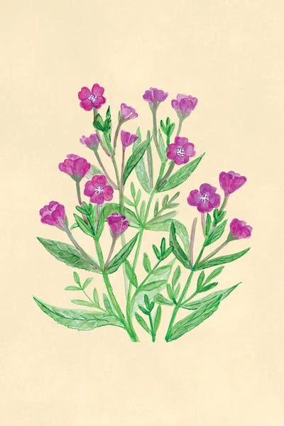 Hairy Willowherb Botanical Garden