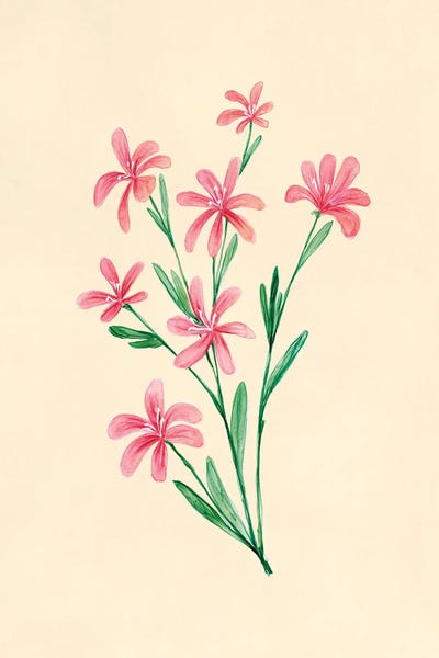 Red Lewisa Botanical Study