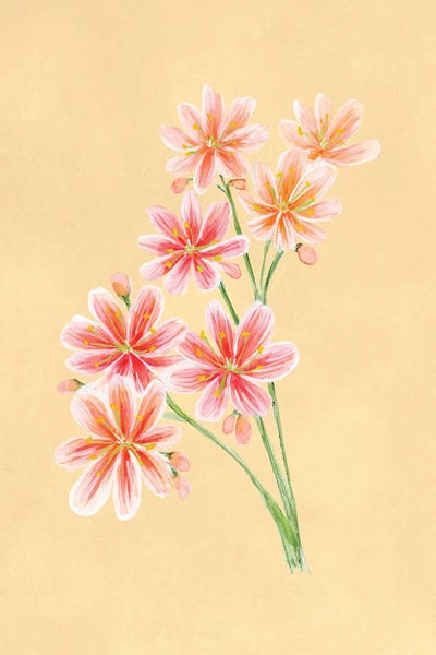 Coral Lewisa Botanical Study