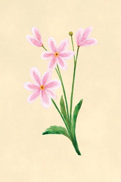 Pink Cosmos Botanical Study