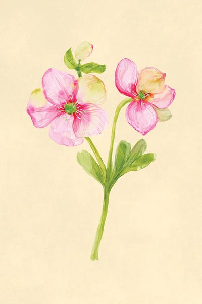 Pink Anemone Botanical Study