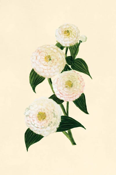 Canvas Print: Cream Zinnia Botanical Study by blursbyai - thumbnail