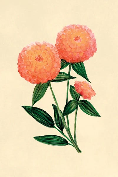 Orange Zinia Botanical Study