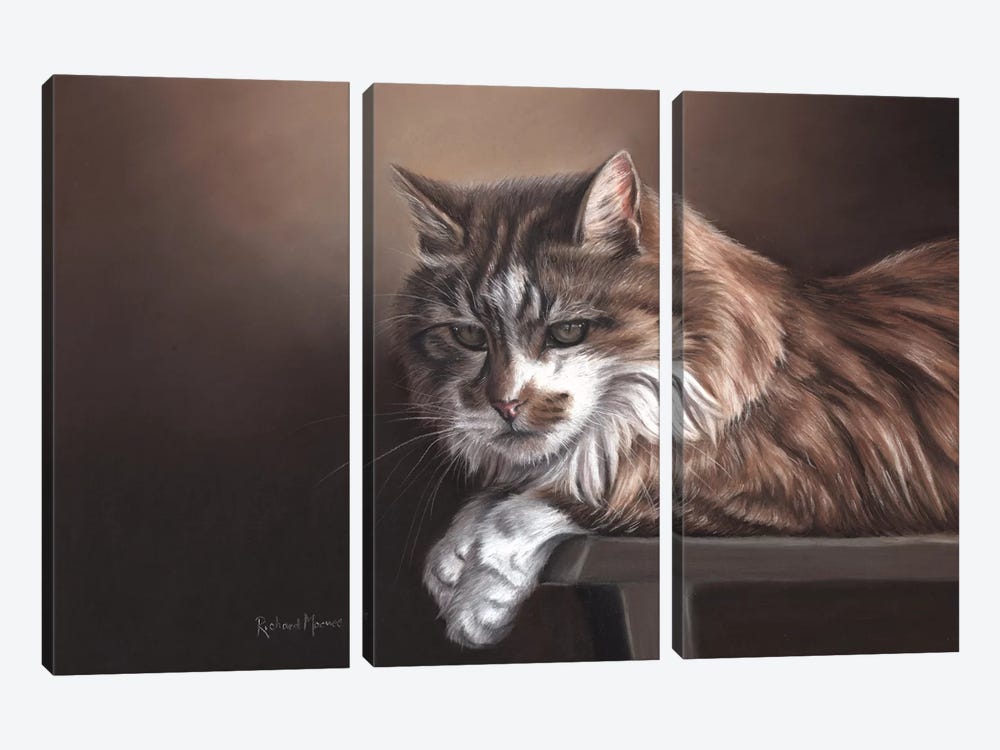 Domestic Cat by Richard Macwee 3-piece Canvas Art