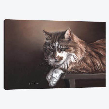 Domestic Cat Canvas Print #RMC11} by Richard Macwee Canvas Wall Art