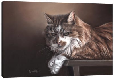 Domestic Cat Canvas Art Print - Richard Macwee