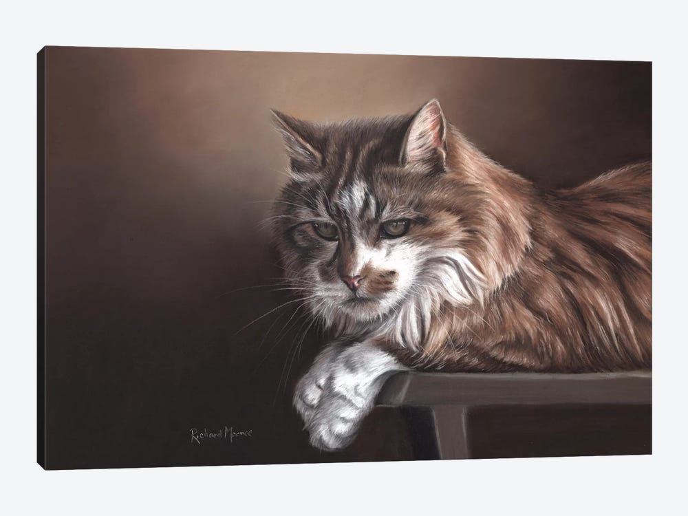 Domestic Cat by Richard Macwee 1-piece Canvas Artwork