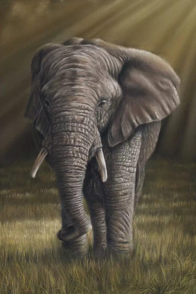 Elephant by Richard Macwee framed canvas print