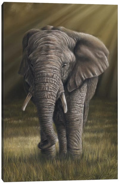 Elephant Canvas Art Print - Richard Macwee