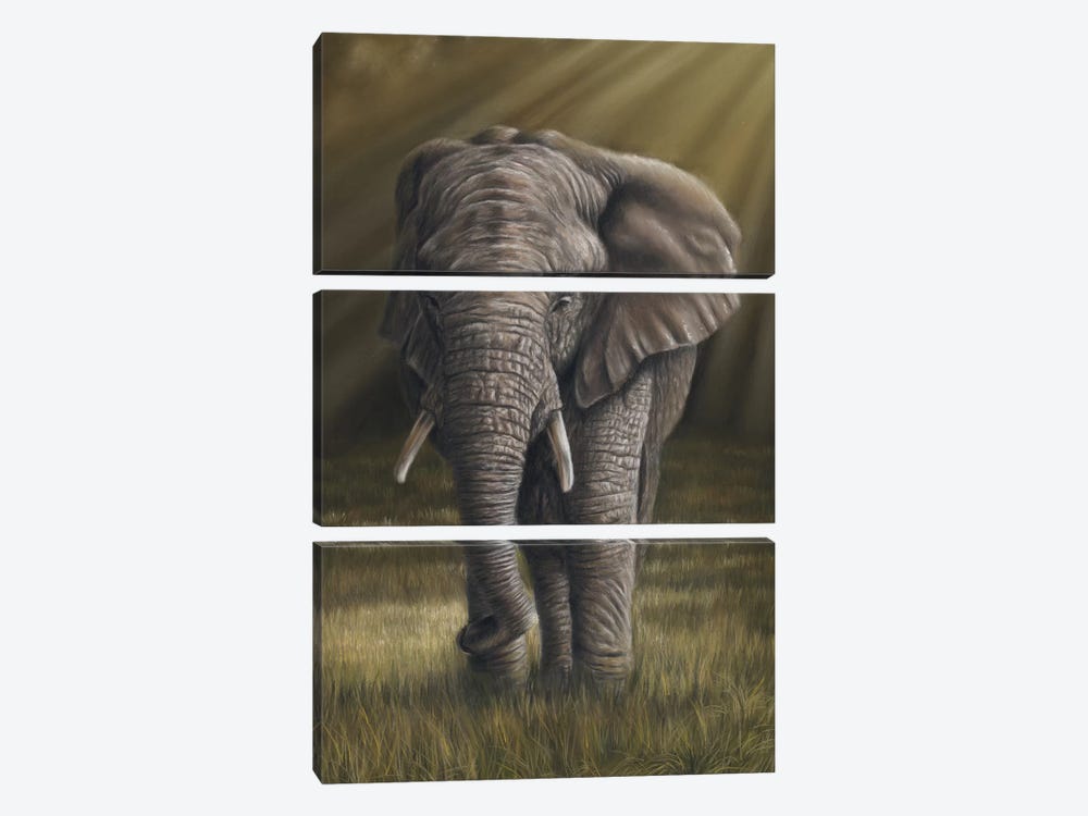 Elephant by Richard Macwee 3-piece Canvas Wall Art