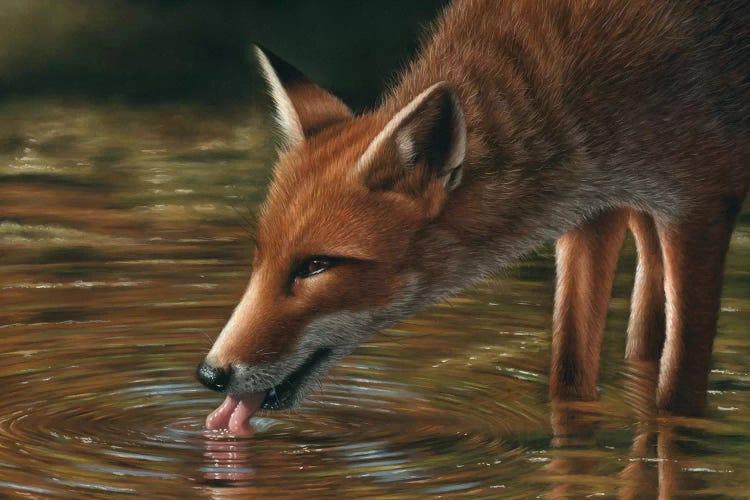 Fox Drinking