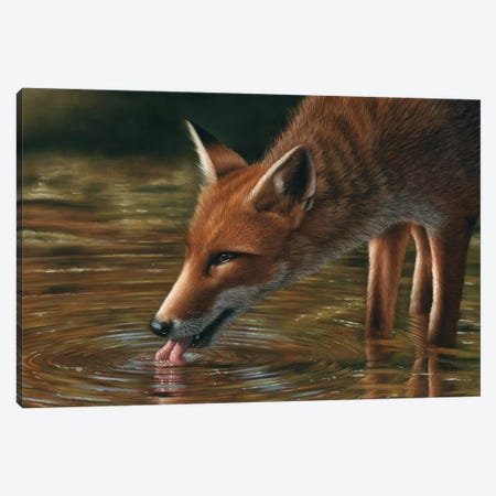 Fox Drinking Canvas Print #RMC16} by Richard Macwee Canvas Art Print