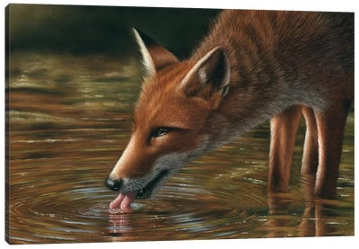 Fox Drinking Canvas Art Print - Richard Macwee